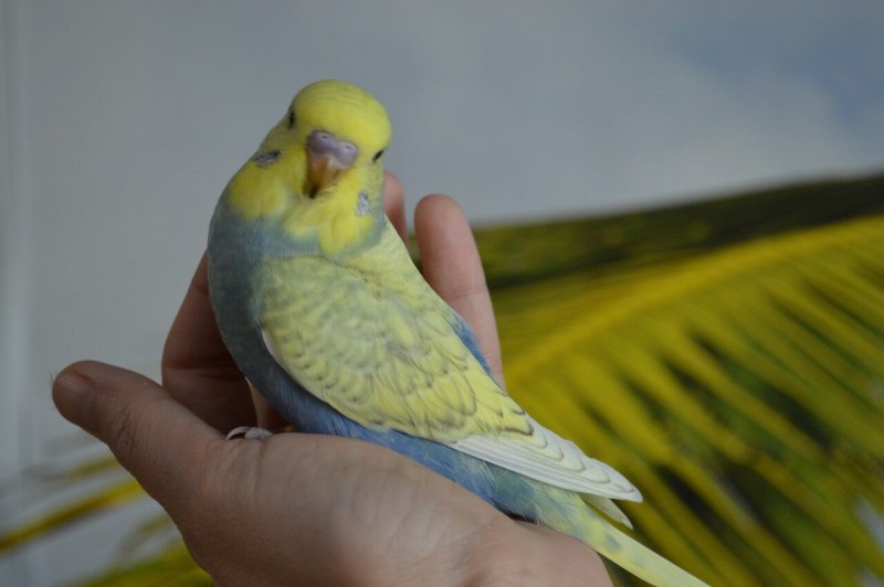 Чистокрылые волнистые попугаи