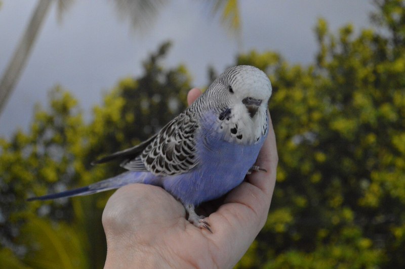 Волнистый попугайчик фиолетовый