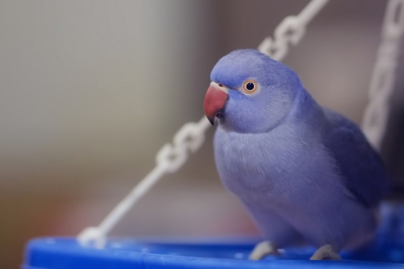 Радужный окрас волнистых попугаев