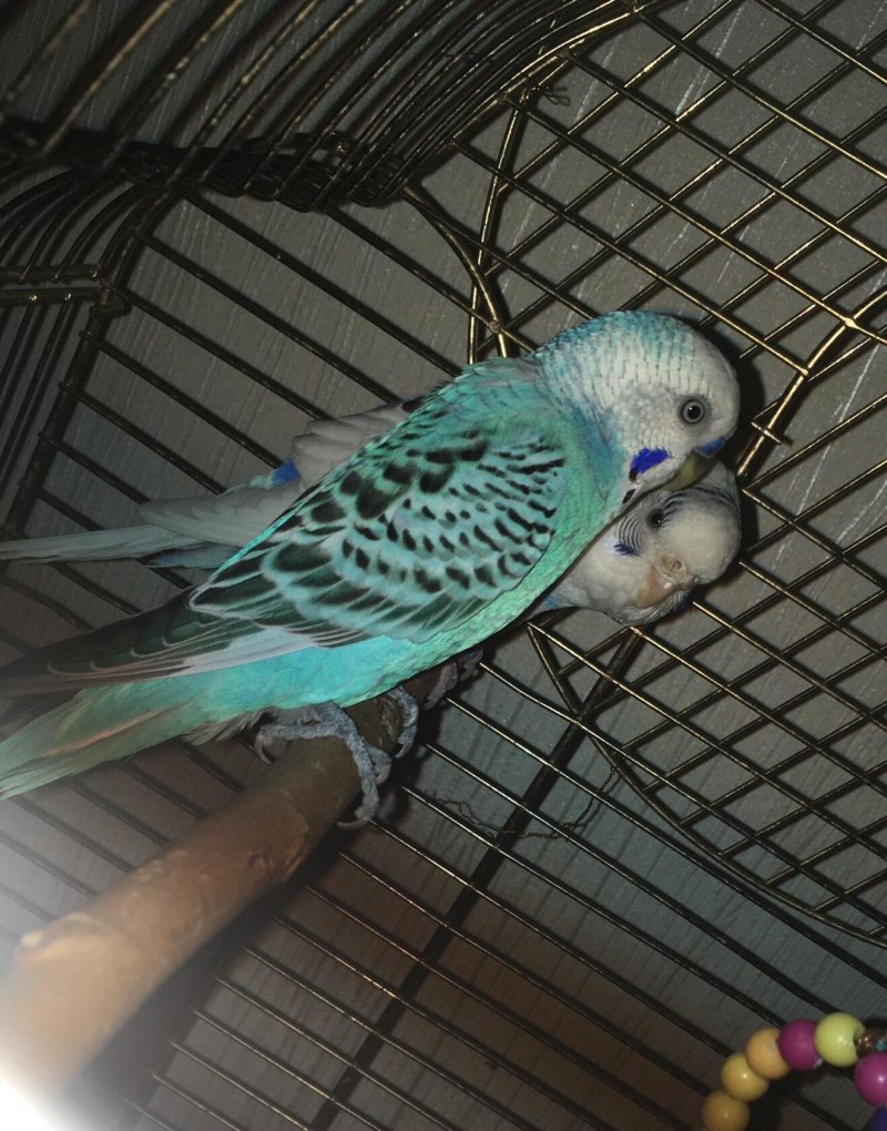 Фиолетовый попугай Какаду