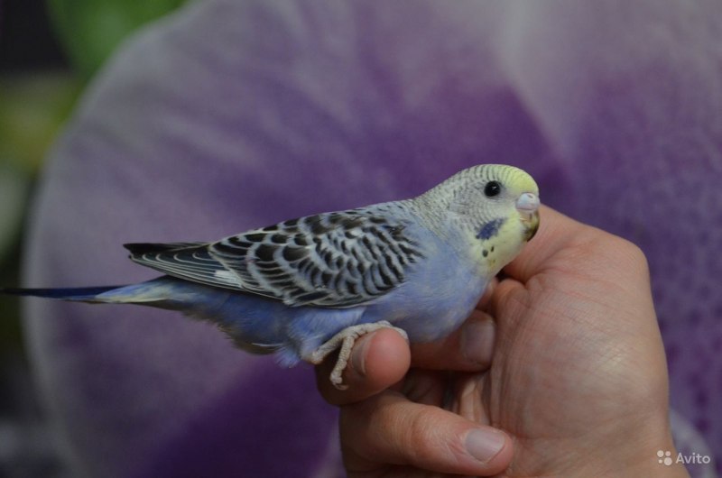 Волнистые попугайчики неразлучники