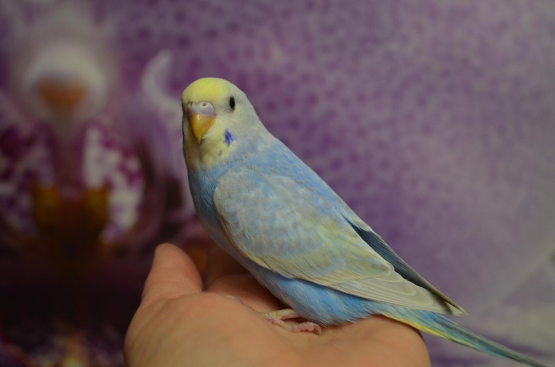 Чириканье волнистых попугаев