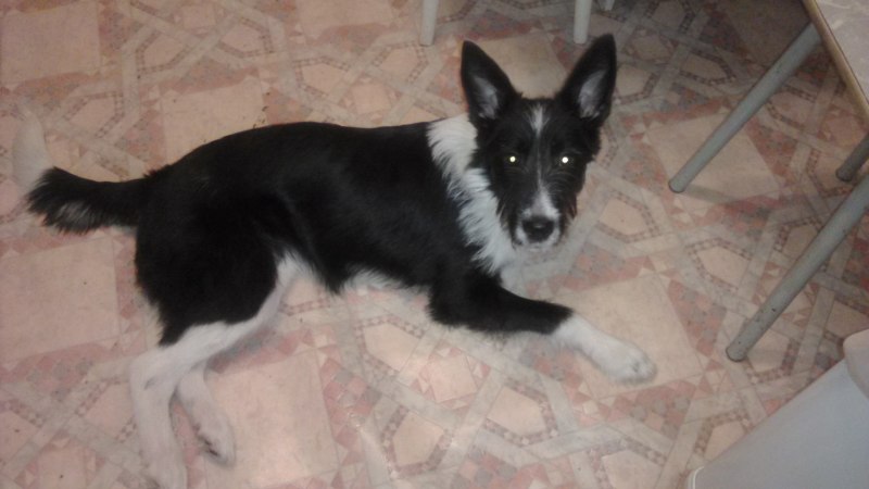 Черно белый щенок дворняга