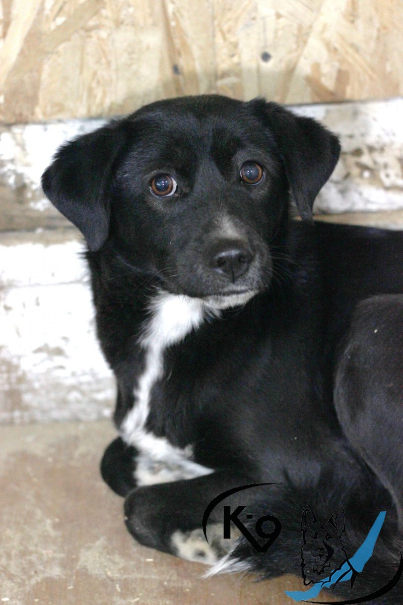 Черная дворняжка с белой грудкой