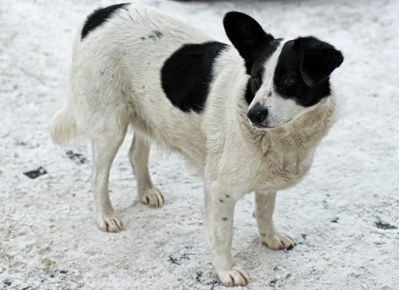 Дворняжка овчарка белая
