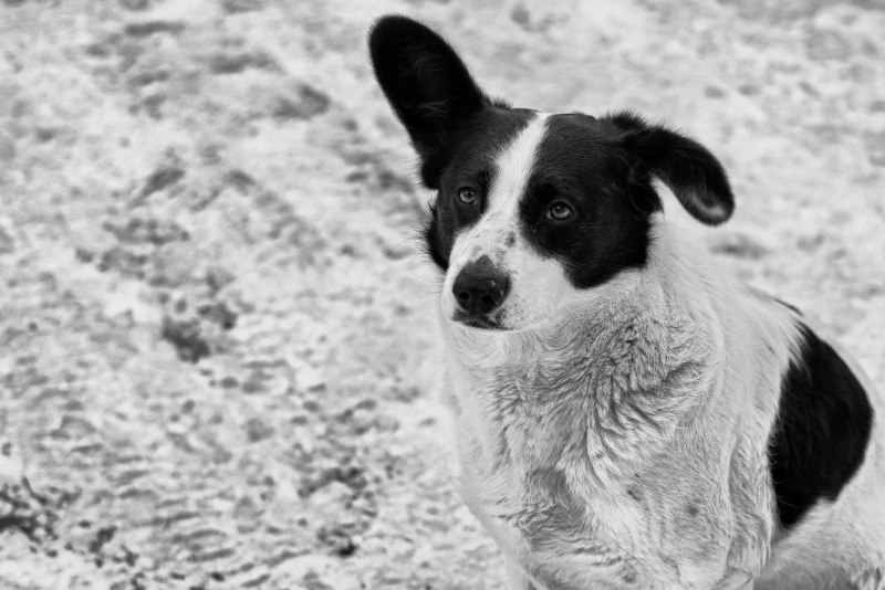 Черная собачка дворняжка