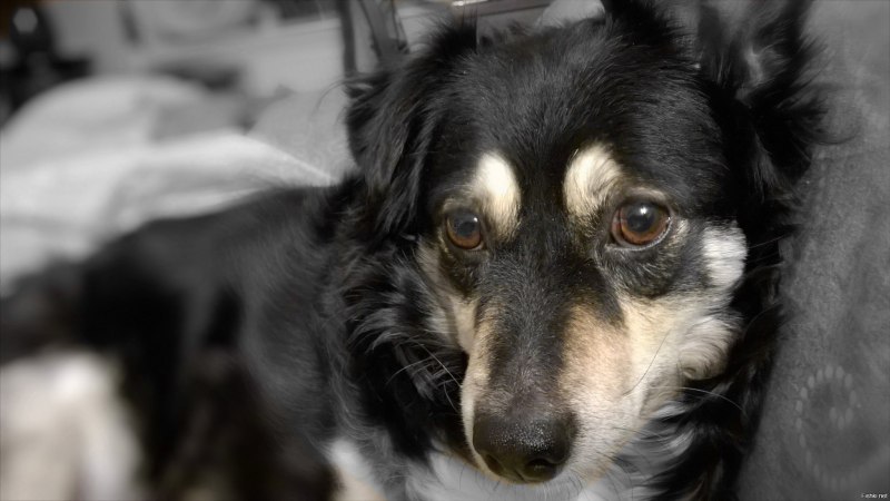 Двортерьер черный лохматый