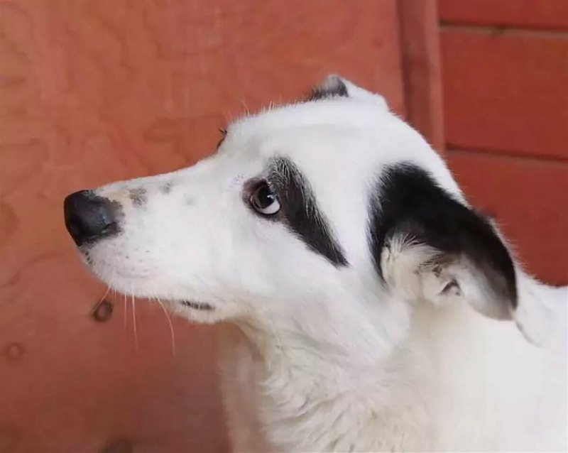 Собака белая с черными пятнами