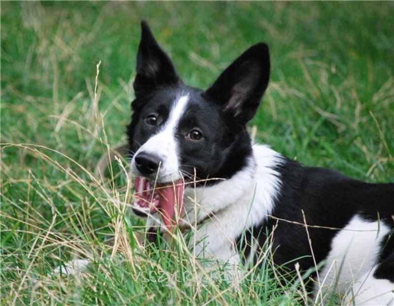 Собаки черно белого окраса