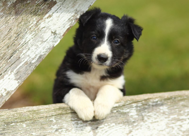 Бордер колли щенки