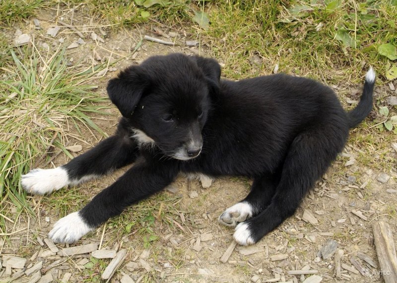 Дворняга терьер белая