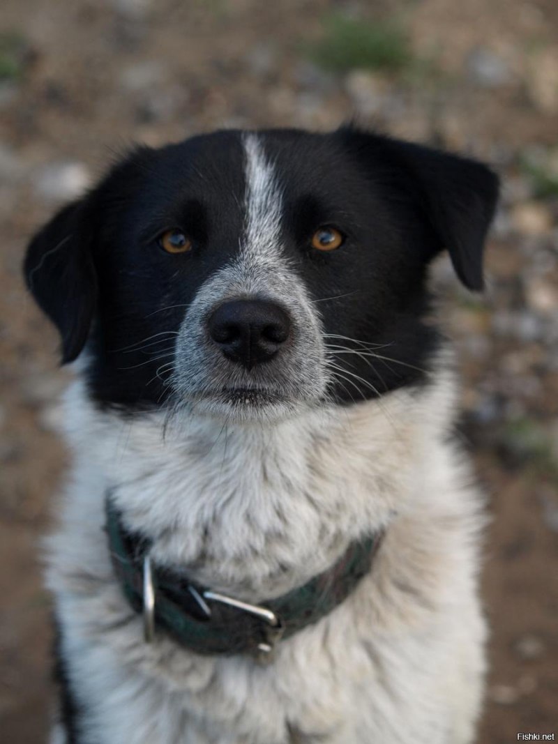 Беспородная собака дворняжка