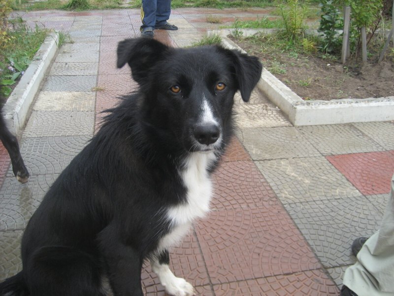 Собака дворняжка черная