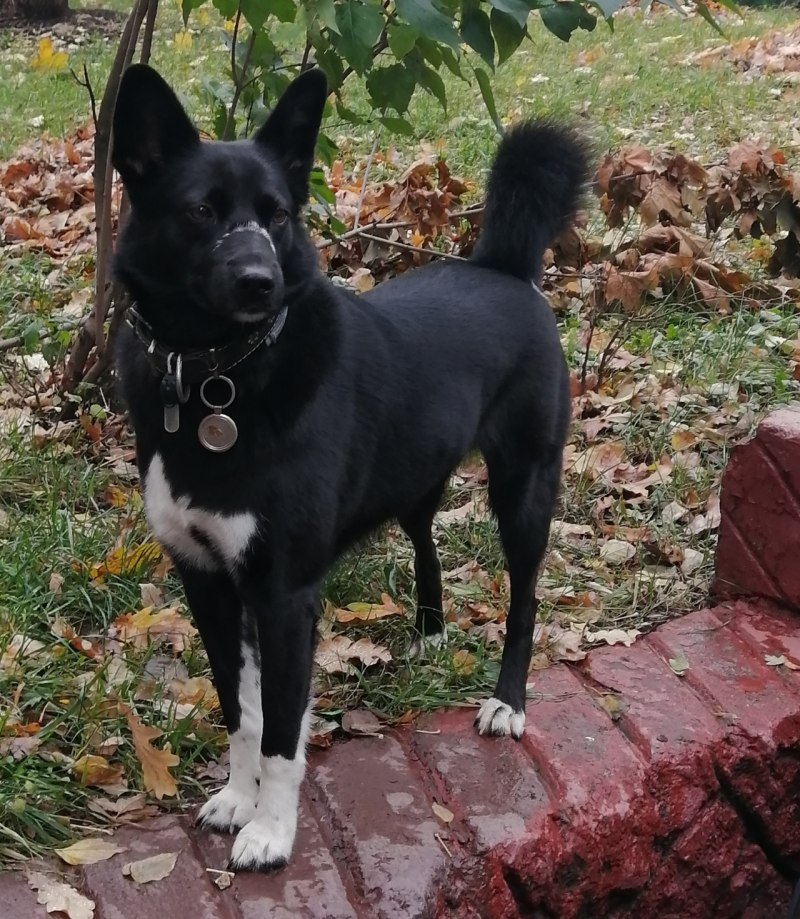 Лайка дворняга черная