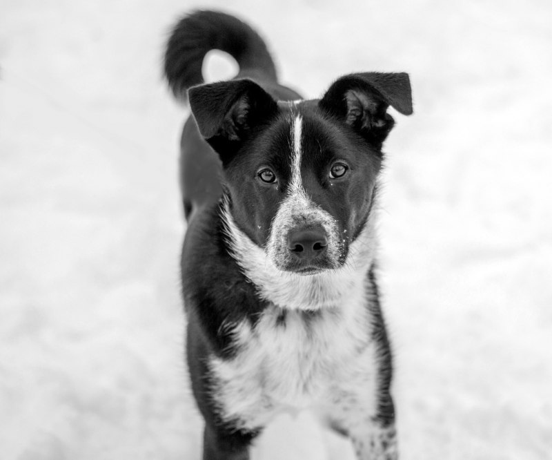 Собака дворняжка черно белая