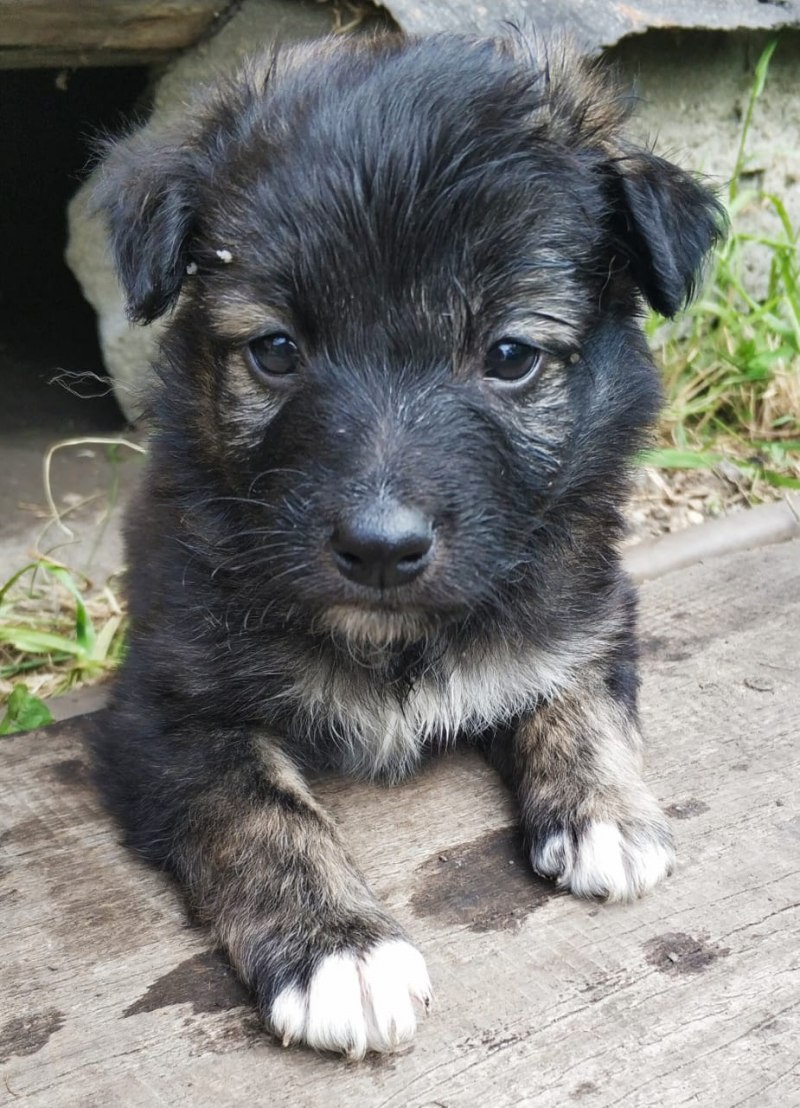 Черная маленькая собачка дворняжка