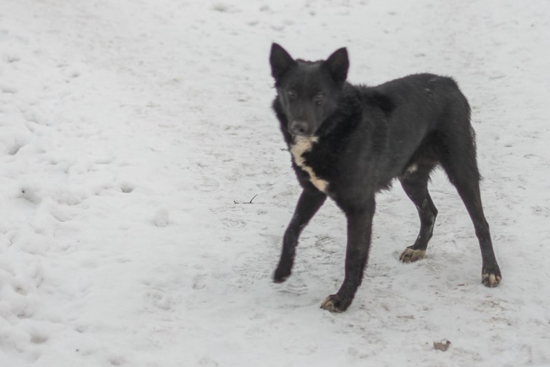 Черные дворняги с белыми лапками щенки