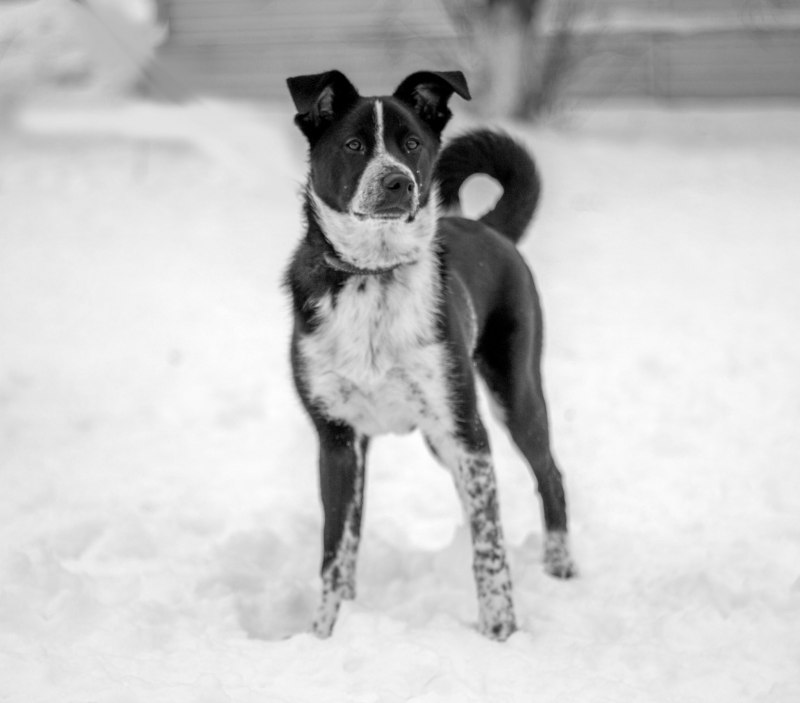 Дворняжка терьер