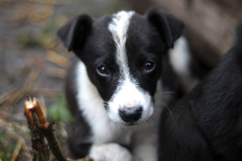 Черно белый щенок