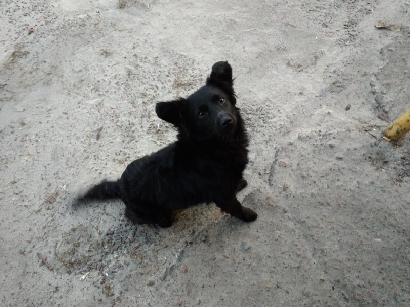 Крашеные дворняги