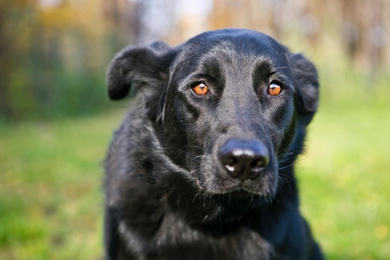 Бордер колли черный