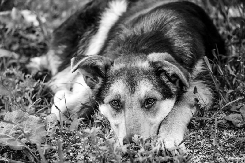 Дворняга белая с черными пятнами