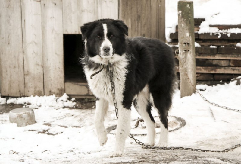 Порода собак дворняга