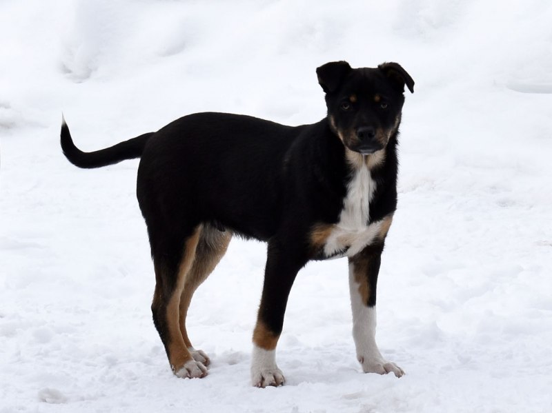 Бордер колли черный