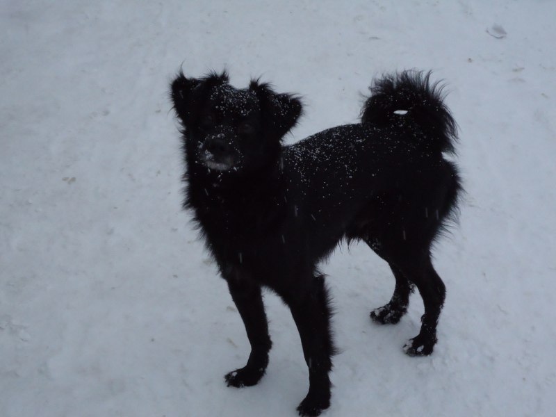 Бордер колли белый