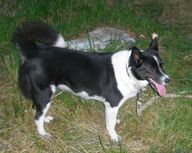 Лайка дворняга черная