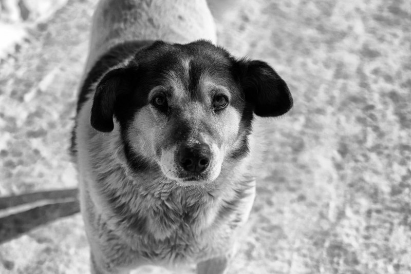 Трёхцветная собака дворняжка