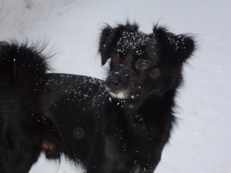 Бордер колли черно белый