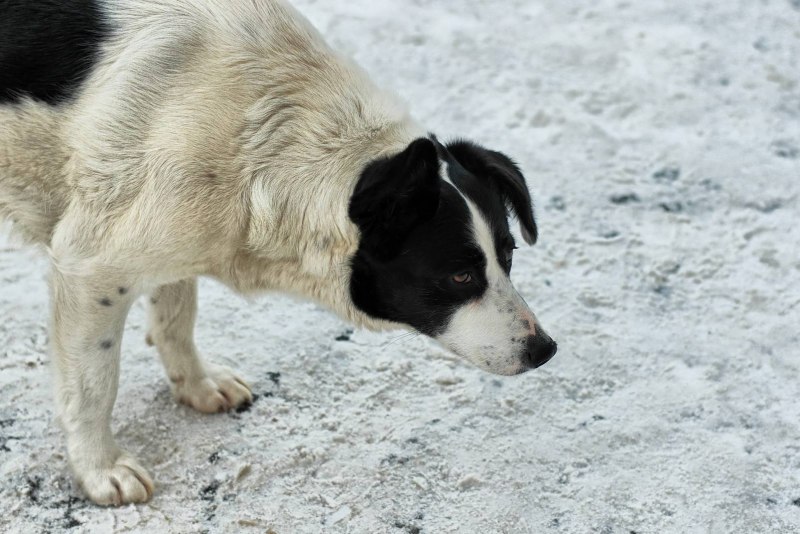 Белая собачка дворняжка