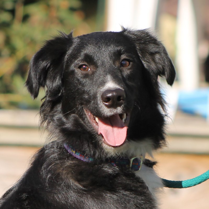 Щенок черный дворняжка дворняжка