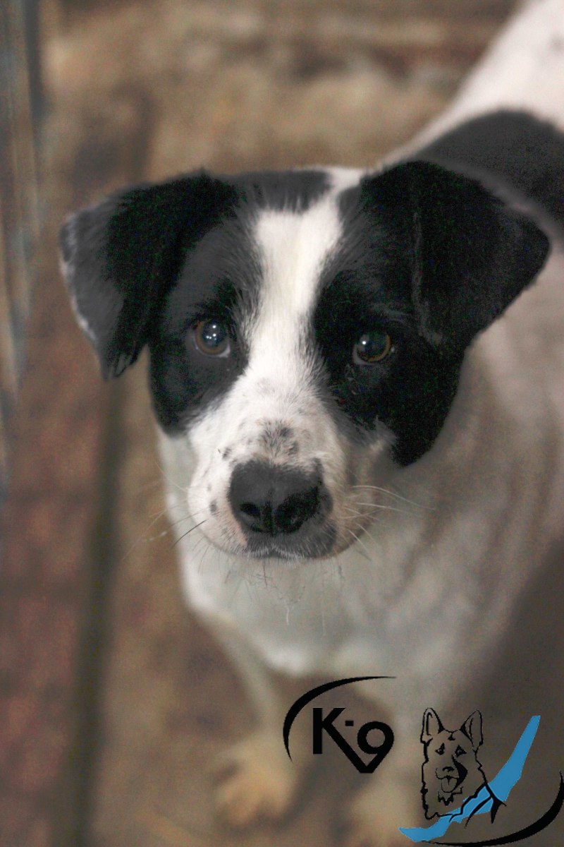 Дворняга в полный рост