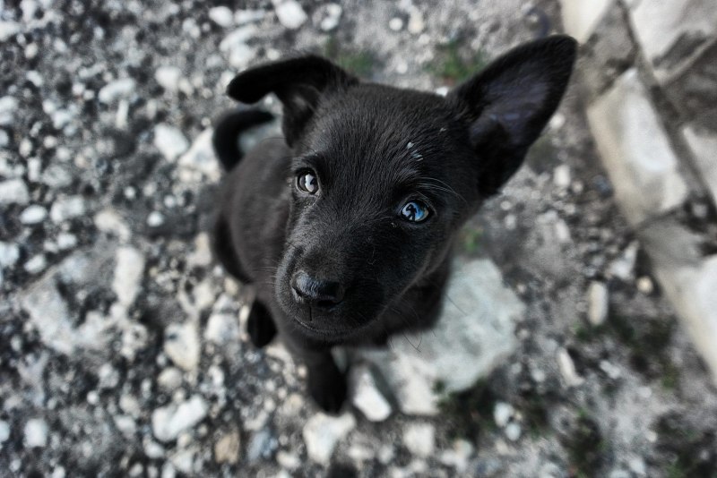 Собака дворняжка черная