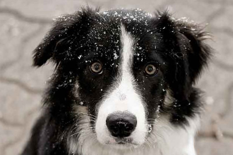 Бордер колли лохматые