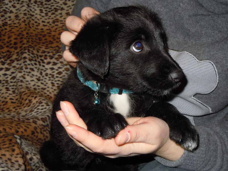 Сторожевые собаки дворняжка