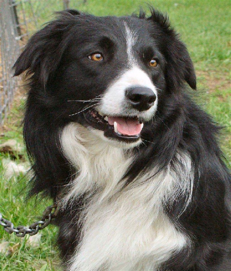 Метис порода собак