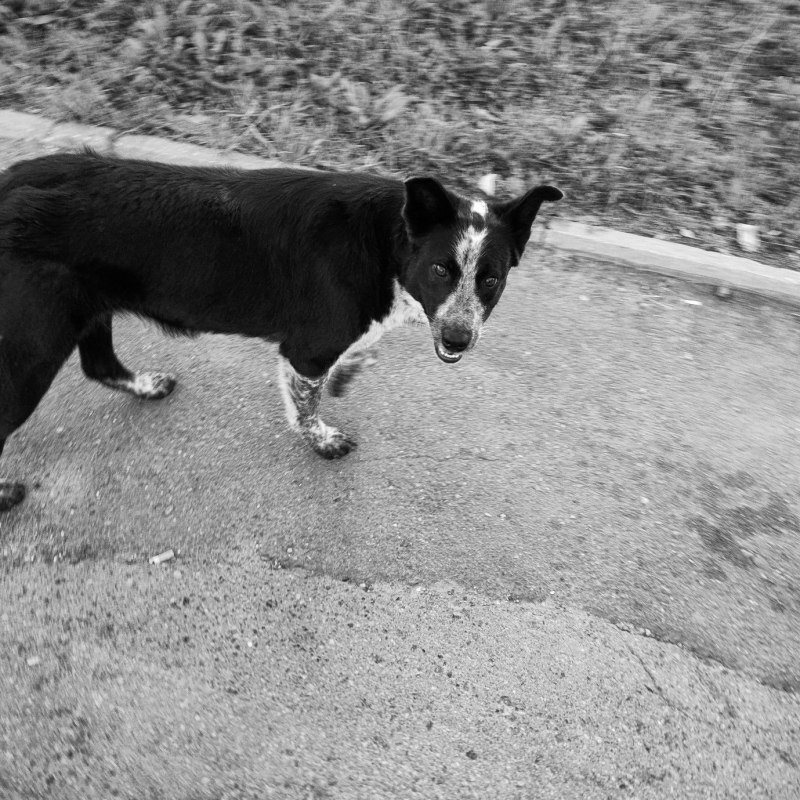 Деревенские собаки черно белого окраса