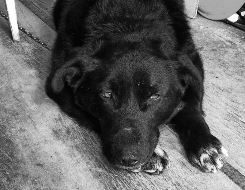 Двортерьер белый