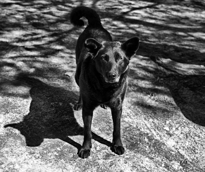 Беспородная собака дворняжка