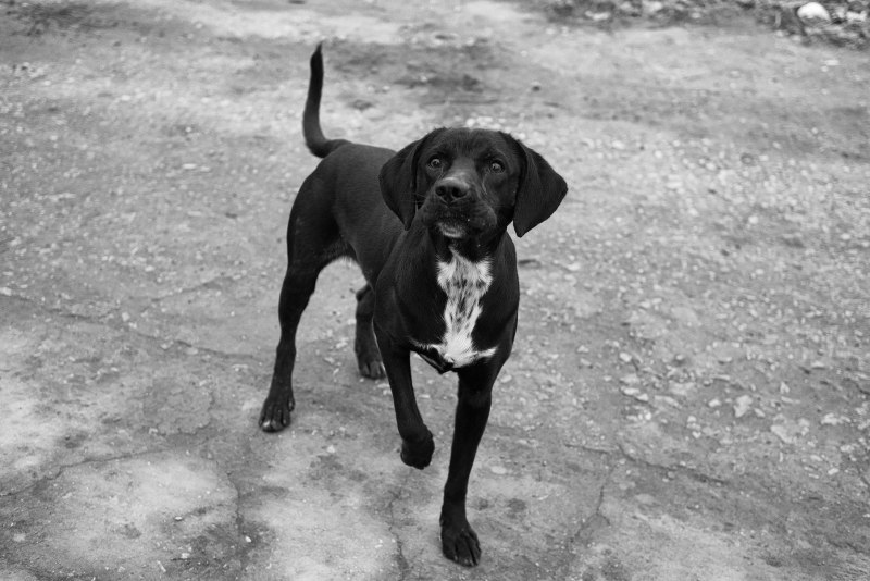 Беспородная собака дворняжка