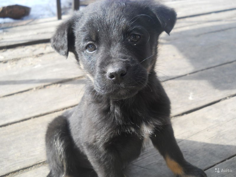 Черная маленькая собачка дворняжка