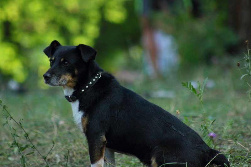 Черная пушистая дворняжка