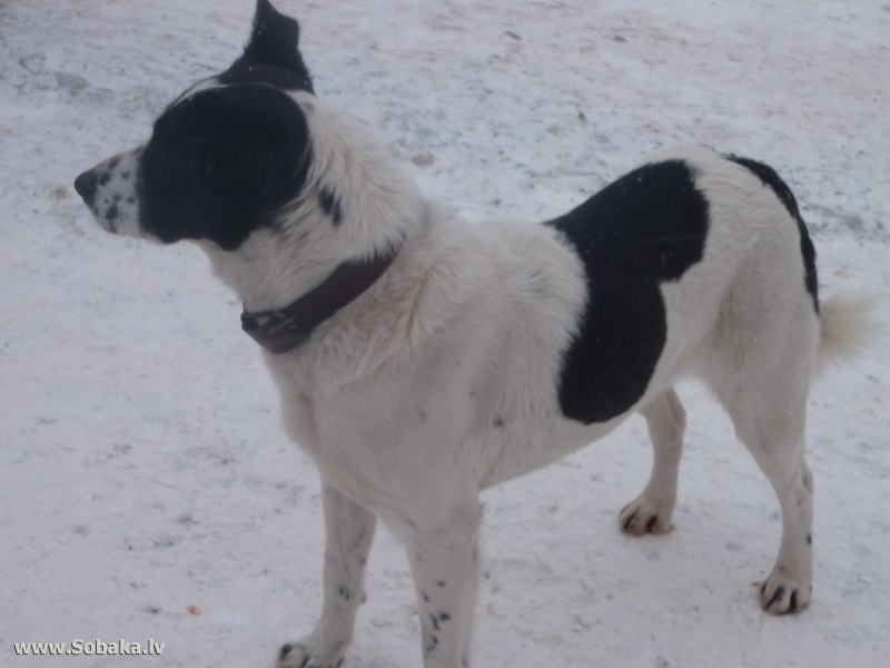 Черная большая собака дворняжка