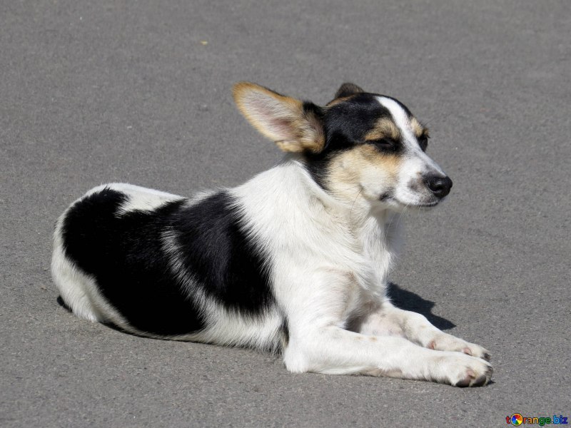 Черные и белые щенки