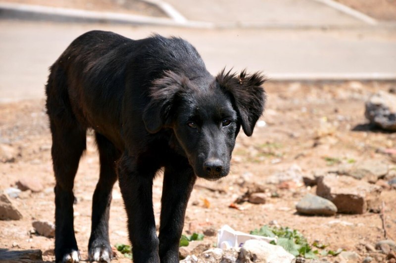 Черные дворовые щенки
