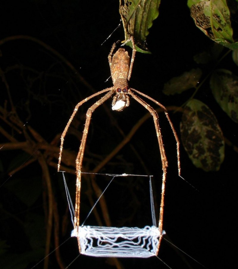Австралийский паук Гладиатор