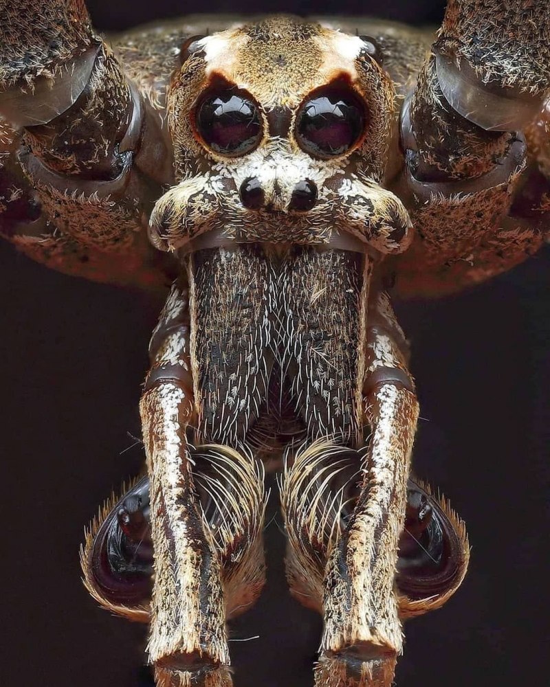 Австралийский паук Гладиатор